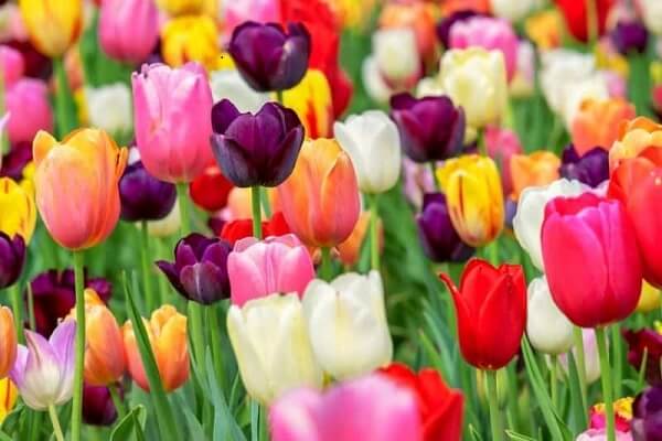 Ý nghĩa hoa Tulip theo từng màu sắc khác nhau